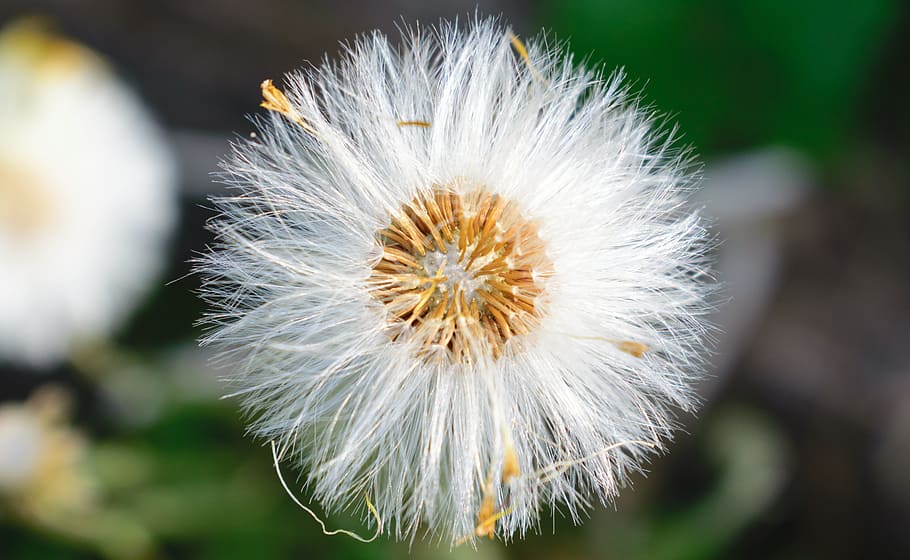 Dandelion, Flower, Nature, Plant, Macro, flying, wind, blowing, seed, life