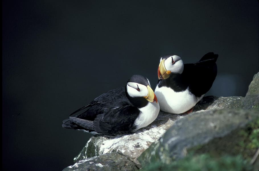 close-up photo, two, puffins, gray, stone, horned puffin, seabird, nesting rock, island, bird