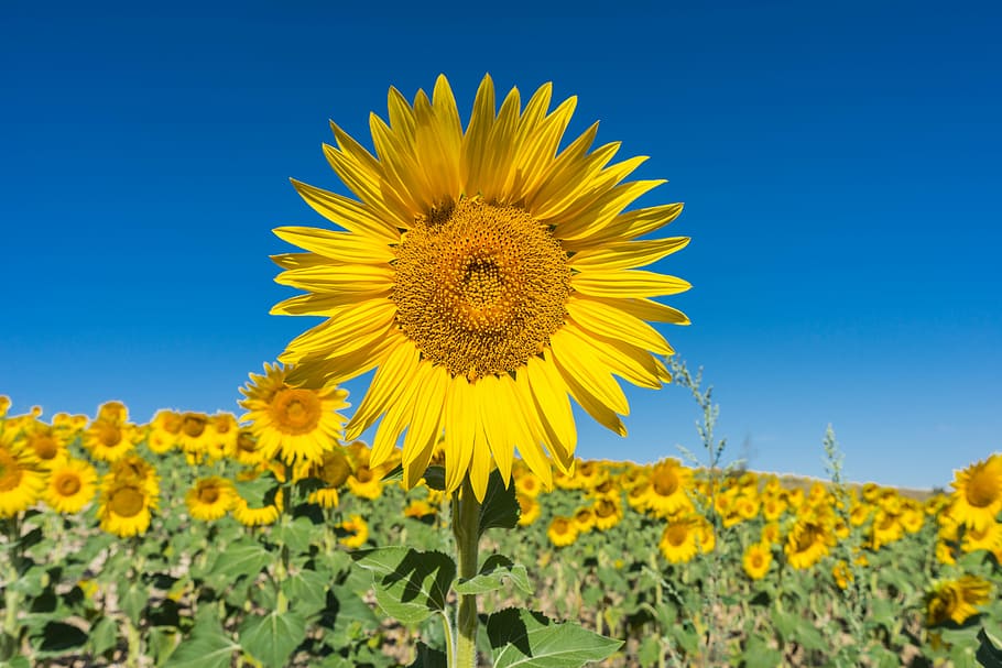 sunflower field, clear, blue, sky, daytime, sunflower, flower, field, flowers, nature