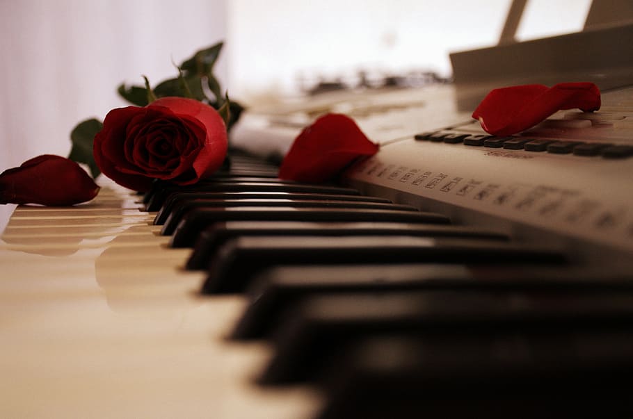 foto, merah, mawar, elektronik, keboard, piano, keyboard, gairah, daun bunga, alat musik