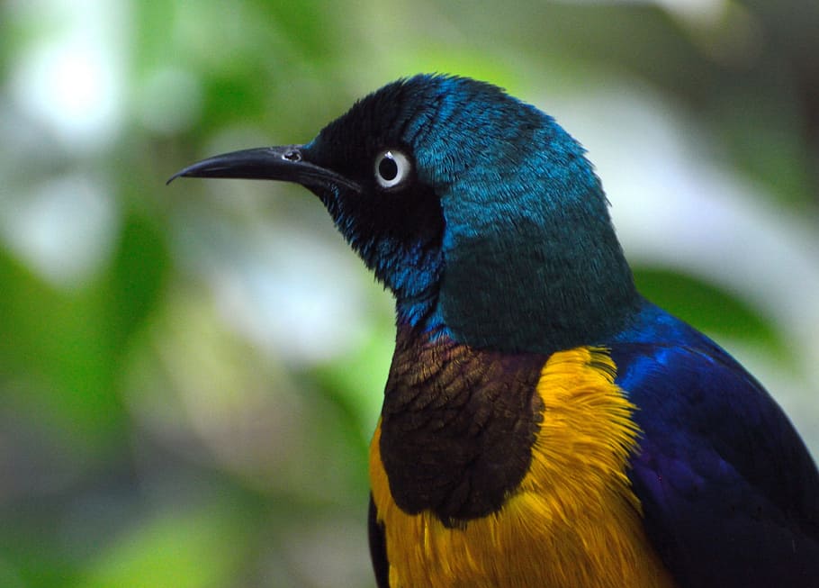 selectivo, fotografía de enfoque, pájaro starling, foto, azul, verde azulado, amarillo, pájaro marrón, starling real, pájaro