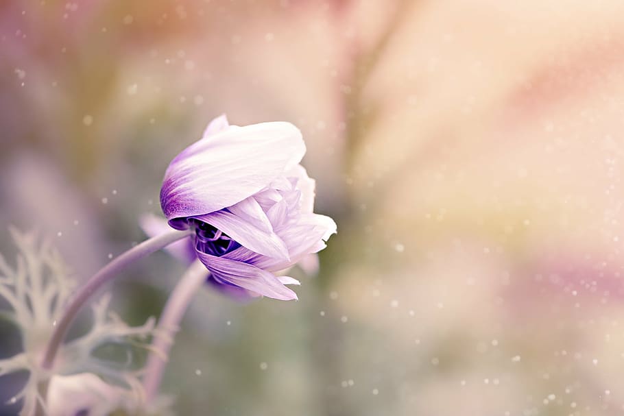 flor de la dalia púrpura, anémona, flor, blanco violeta, floración, jardín de flores, planta, schnittblume, jardín, en el jardín