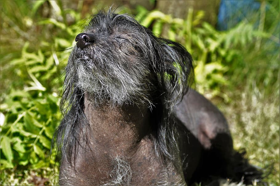 Perro Crestado Chino, perro, negro, perro sin pelo, tomar el sol, tomar un poco de sol, paz, recreación, chocholáč chino, mascota