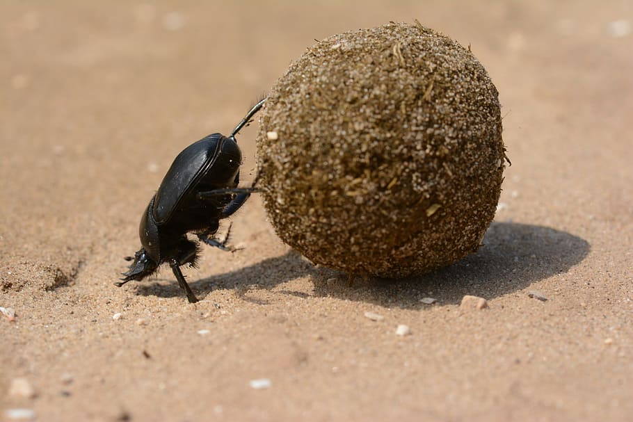 black, sand, daytime, Scarab, Beetle, God, Dung Beetle, Italy, scarab, beetle, sisyphus