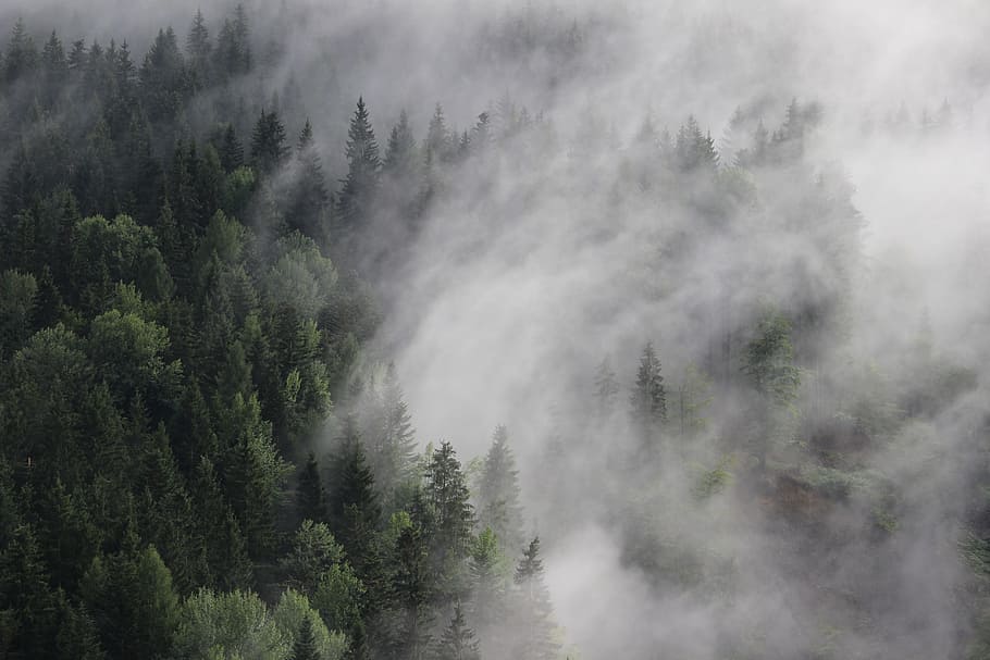 green pine trees, forest, spruce, trees, fog, clouds, colourless, tree, plant, environment