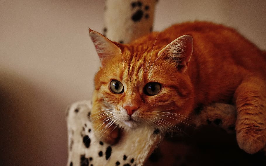 gato anaranjado de pelo corto, gato, rojo, lindo, caballa, tigre, dulce, tierno, animal, gato doméstico