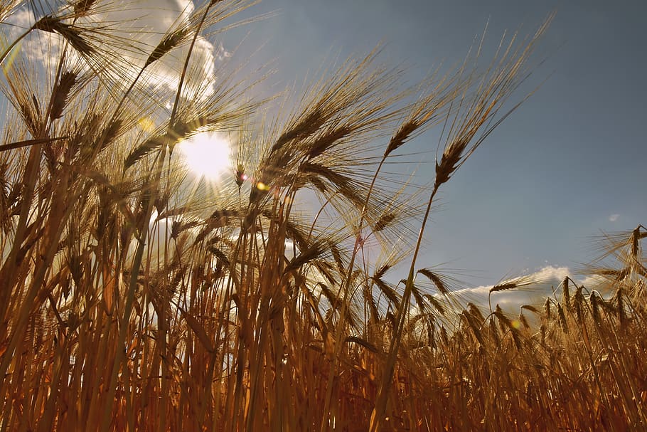 cereals, cornfield, barley, barley field, spike, awns, grain, plant, crop, sun