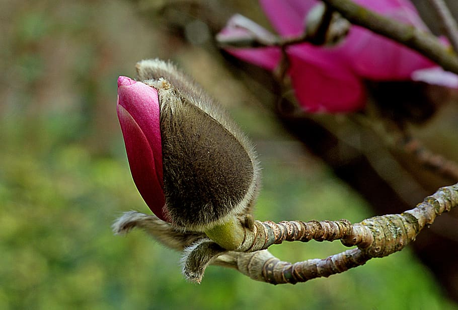 Magnolia, selectiva, foco, fotografía, pétalo, flor, capullos, primer plano, planta floreciendo, planta