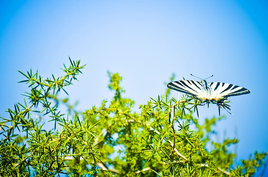 Mariposa, cola de golondrina escasa, naturaleza, cielo, la belleza de la naturaleza, cielo azul, insecto, un animal, fauna animal, temas de animales