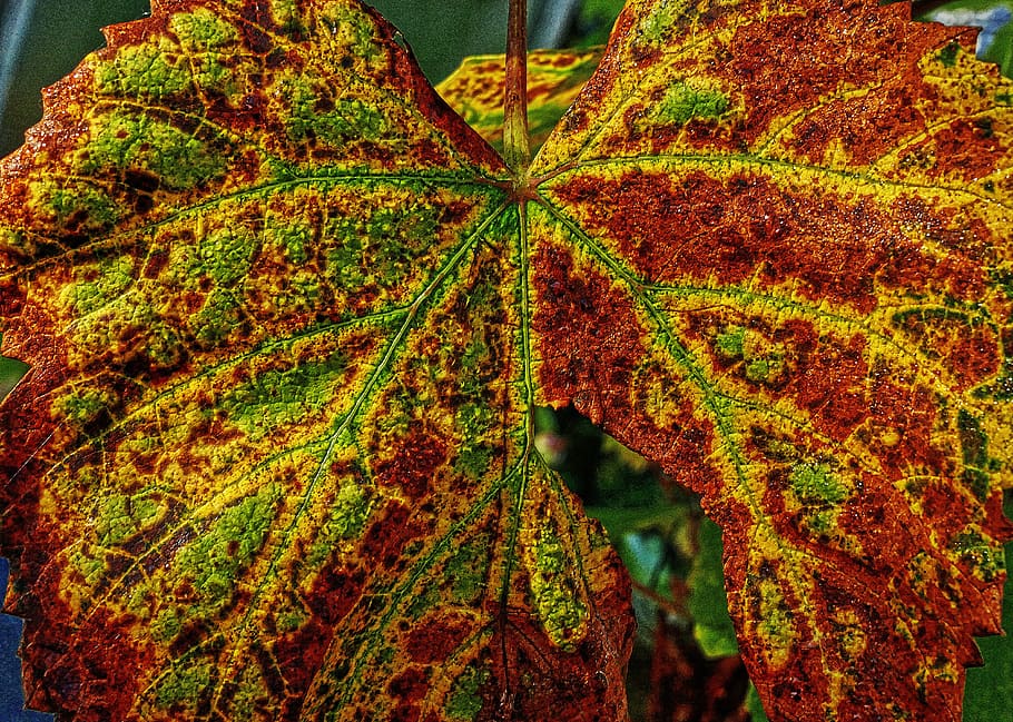 autumn leaf, veins, leaf veins, leaf buds, autumn, leaf coloring, morning, side light, leaf, mood
