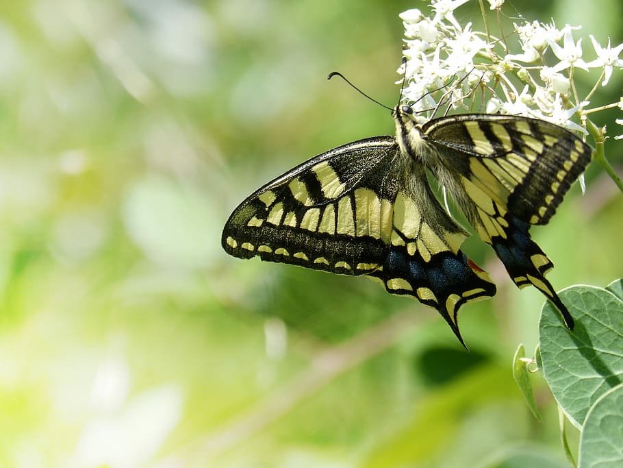 Butterfly, Machaon, Beauty, libar, papilio machaon, background, papallona queen, one animal, insect, animal themes