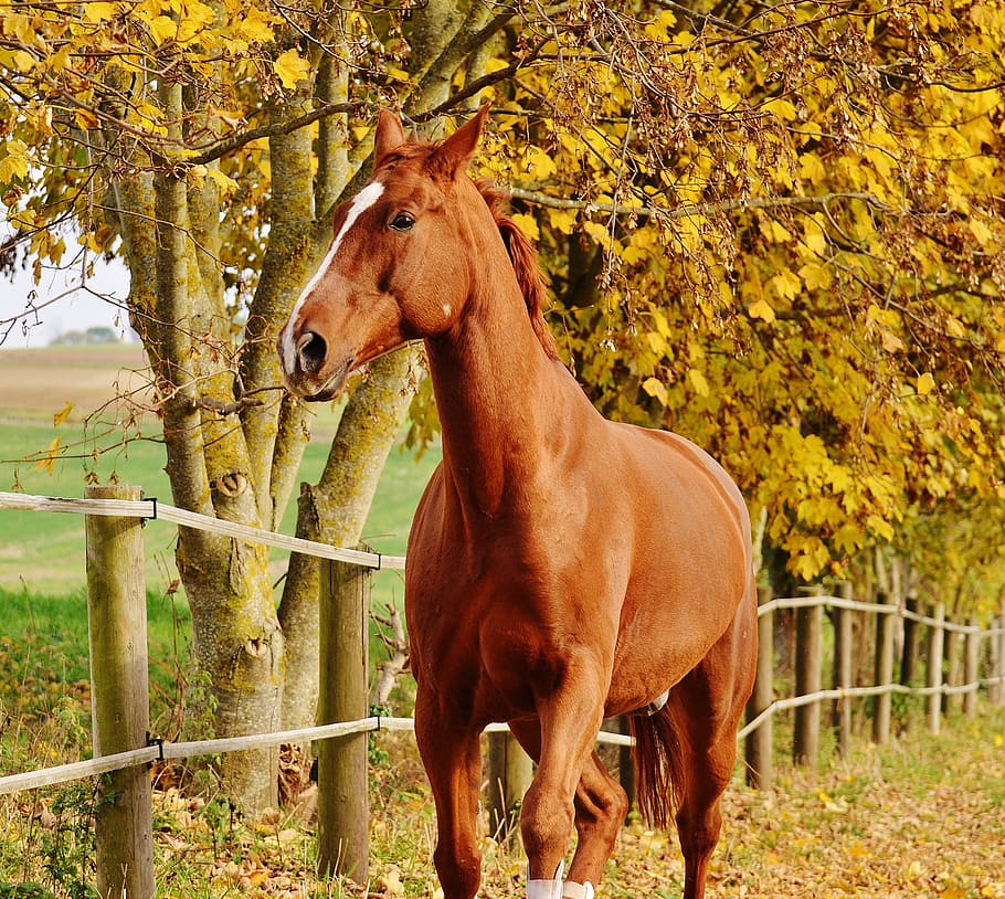 horse, animal, ride, reiterhof, brown, coupling, meadow, leaves, autumn, colorful