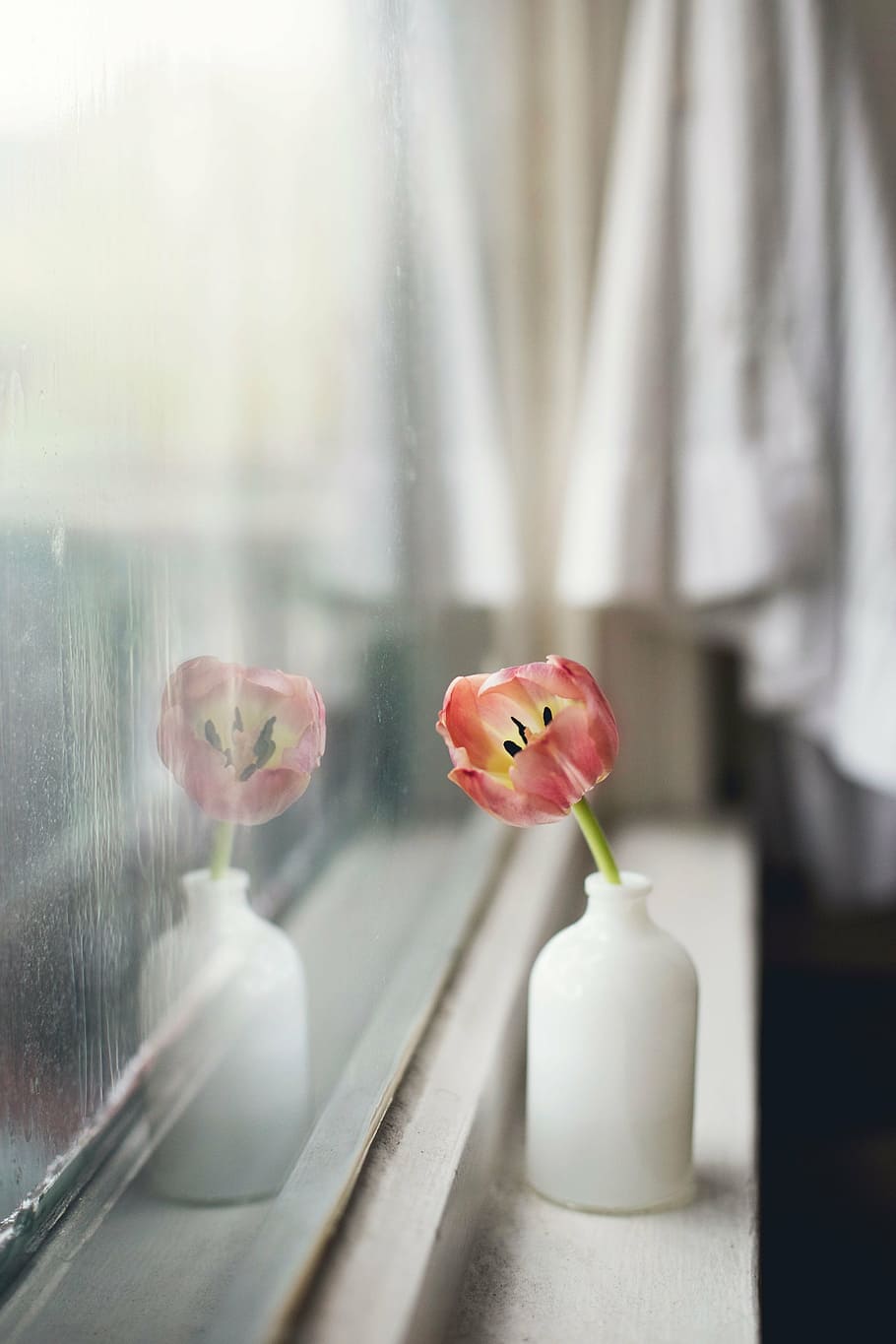 merah muda, bunga tulip, putih, vas, bunga, interior, tampilan, jendela, kaca, kamar tidur