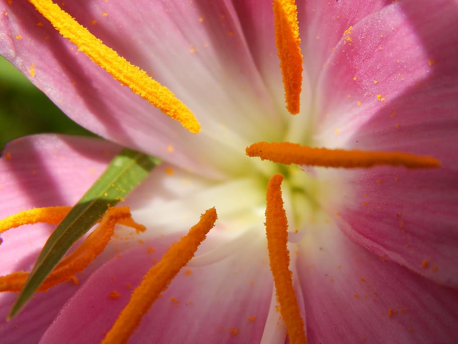 flower, macro, saffron, pistils, pink flower, flowering plant, freshness, plant, close-up, beauty in nature
