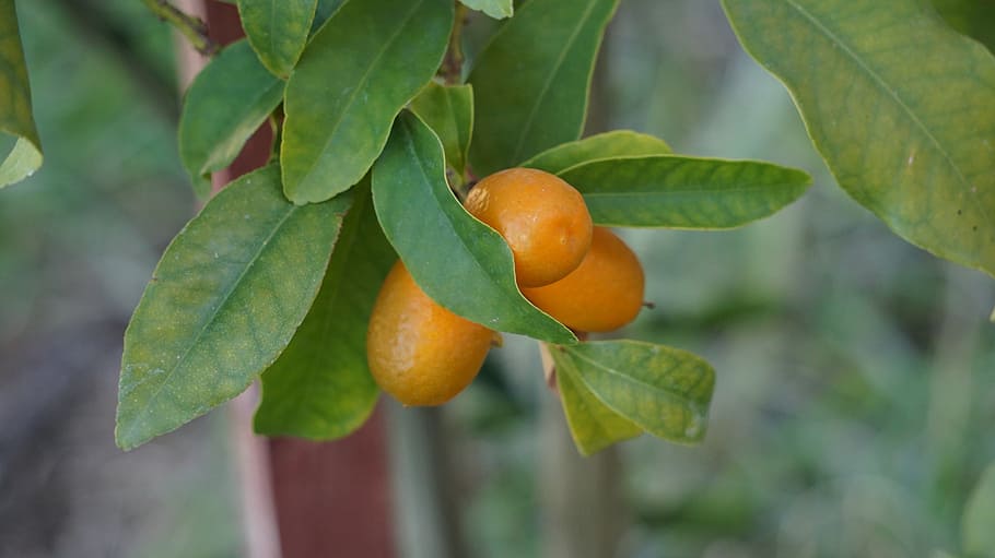 kumquats, cumquats, orange gnathostoma spinigerum, orange, yellow, plant part, leaf, fruit, healthy eating, food