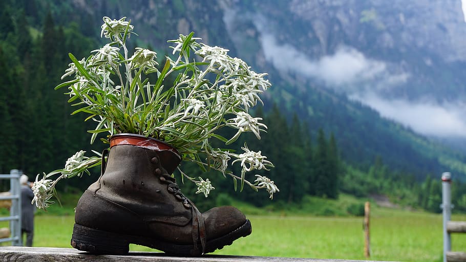 gentian, shoe, mountains, thal, nature, landscape, boots, hiking, hike, hiking shoes