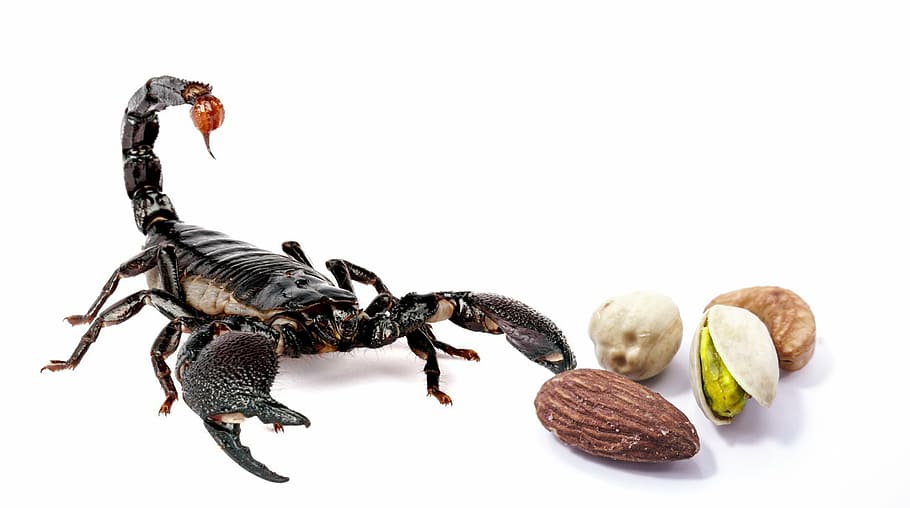 black, scorpion, nuts, hazelnuts, scorpio, food, danger, pistachio, peanuts, dried fruit