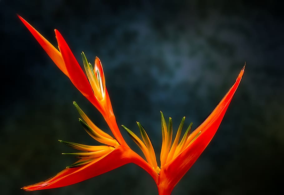 red, parrot heliconia flower, closeup, photography, orange, Birds of Paradise, bird of paradise, flower, paradiesvogelblume, exotic