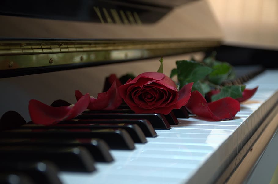 赤, バラ, アップライト, ピアノ, 音楽, クラシック, 花, 楽器, 開花植物, 植物