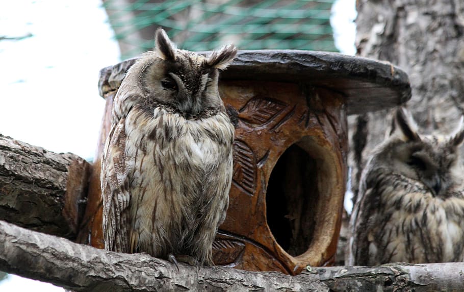 owl, asio otus, long-eared owl, predator, bird, feathered race, nature, night, hollow, sleeps