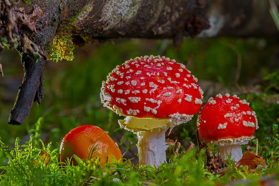 low, angle view, two, red, mushrooms, tree, stem, fly agaric, mushroom, red fly agaric mushroom