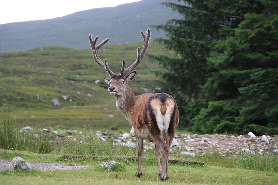 brown, deer, standing, green, grass, daytime, scotland, glencoe, stag, animal themes