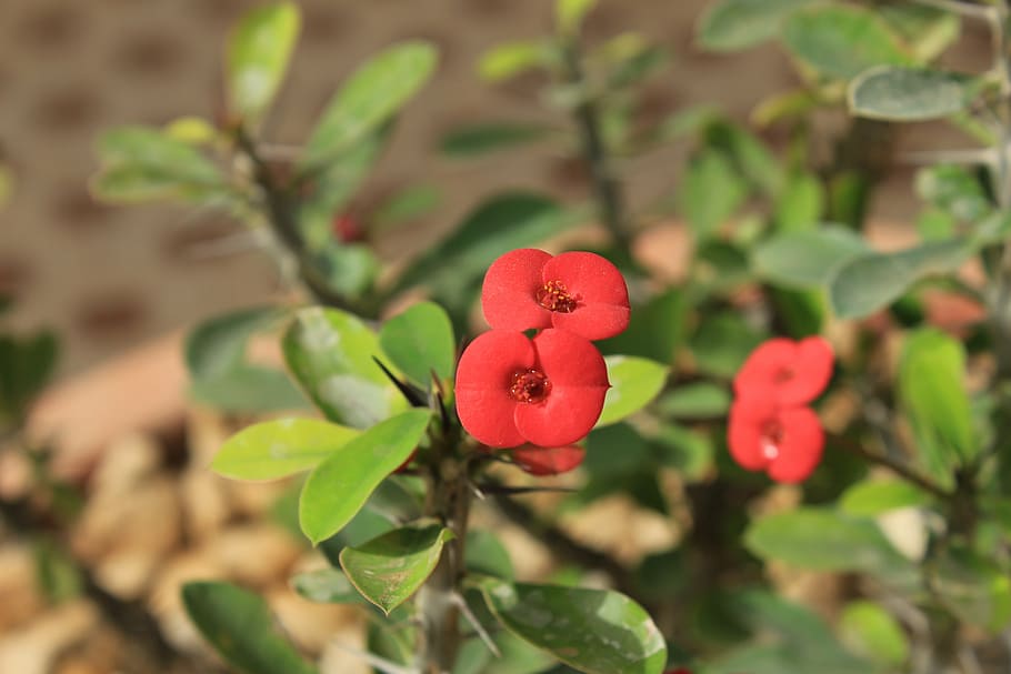 crown of thorns, euphorbia shaft, flower, plant, flowering plant, beauty in nature, freshness, leaf, plant part, close-up