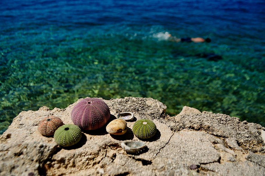 Sea, Swim, Swimming, Water, i swim, summer, holiday, sea ​​urchin, croatia, beach