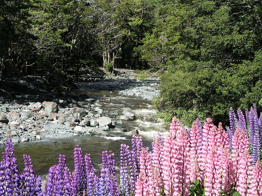new zealand, new, zealand, devils punchbowl, lupine, waterfall, nature, landscape, plant, beauty in nature