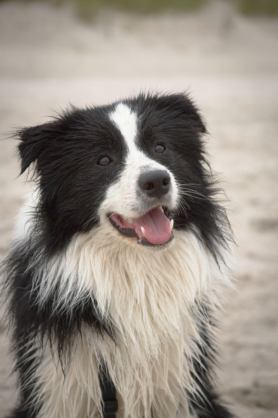 selective, focus photo, adult, black, white, border colie, dog, beach, summer, british sheepdog
