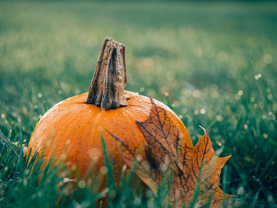 shallow, focus photography, pumpkin, leaf, autumn, meadow, grass, garden, decoration, fall