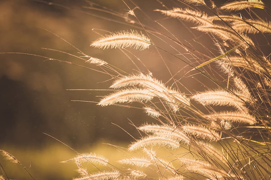 grass, blur, outdoor, nature, plant, flower, growth, close-up, beauty in nature, outdoors