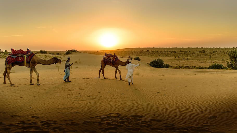 orang, berjalan, padang pasir, siang hari, pasir, unta, lebar, matahari, pasir Dune, kereta unta