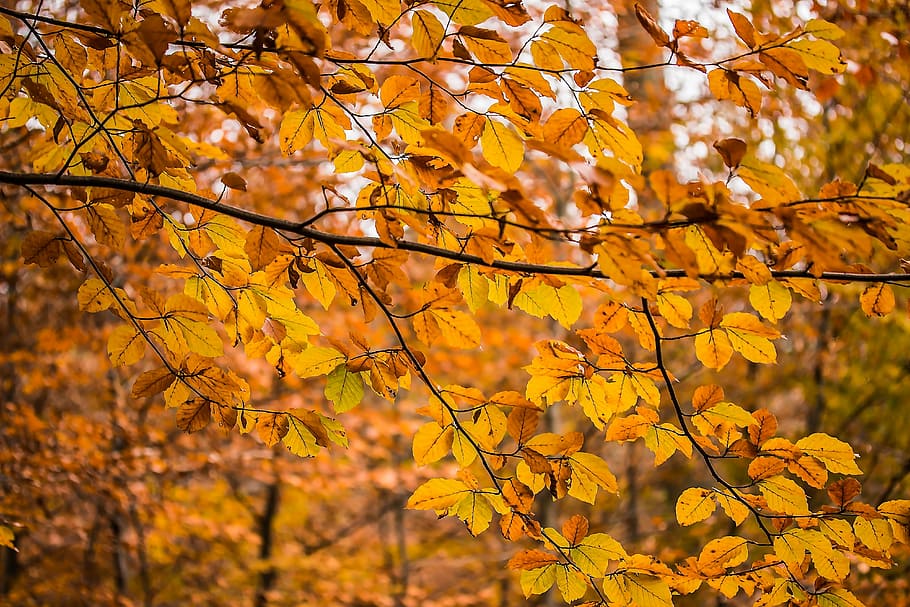 selective, focus photography, dried, laef, aesthetic, beech branches, branches, leaves, nature, autumn