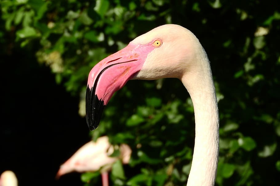 Flamingo, Pink, Phoenicopterus Roseus, flamingo pink, pico, cabeza, retrato, el zoológico de praga, pájaro, color rosa