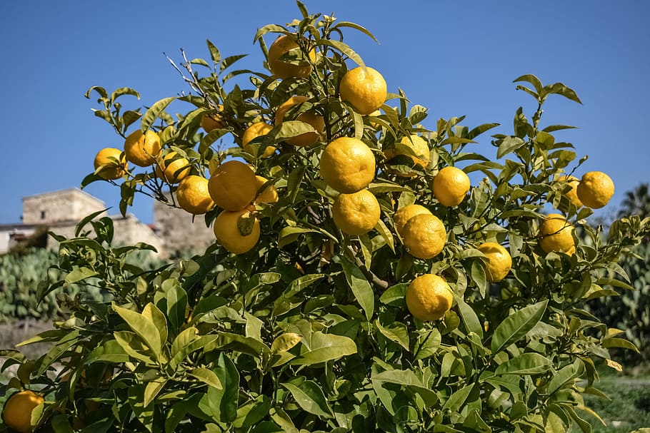 bitter orange, citrus, fruit, healthy, food, yellow, tree, plant, countryside, cyprus