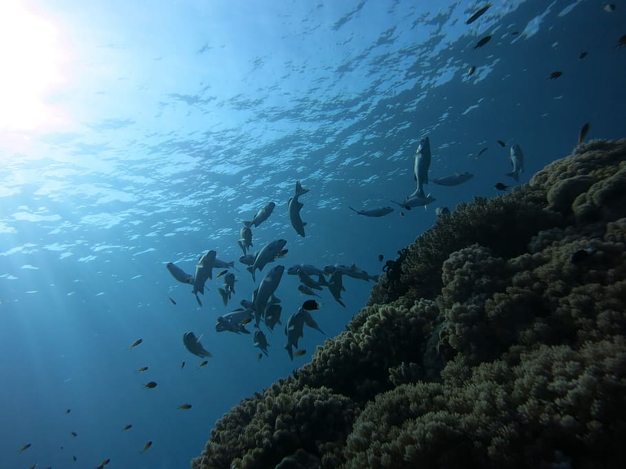 gray, fishes, underwater, daytime, Grunts, Haemulidae, Scuba Diving, diving, dive, scuba