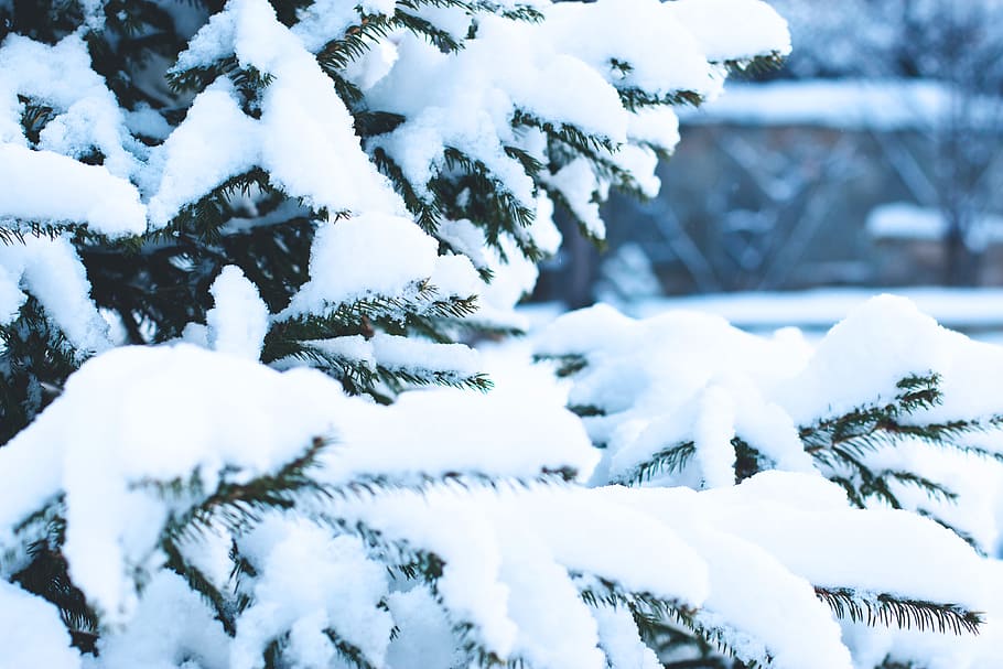 tertutup, salju, pohon Cemara, alam, natal, alami, musim dingin, hari natal, dingin - Suhu, di luar ruangan