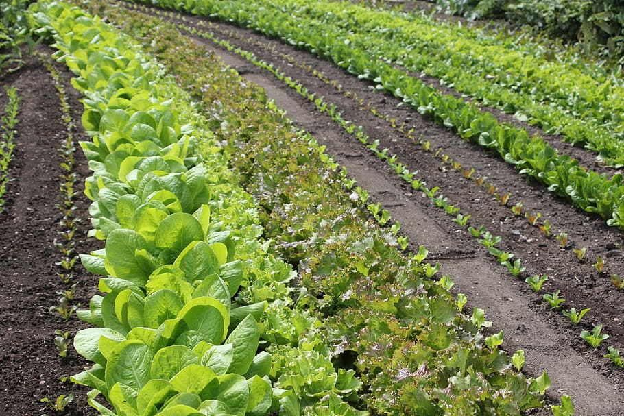 salad, rows, discount, planting, green, green color, growth, plant, vegetable, agriculture