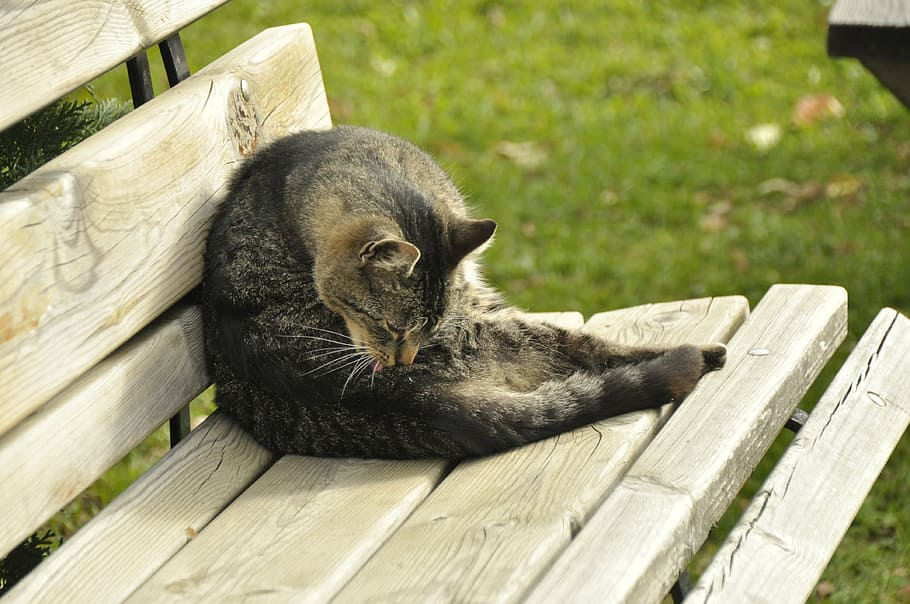 cat, wooden bench, animal, nature, cozy, rest, relax, mammal, hiking, domestic cat