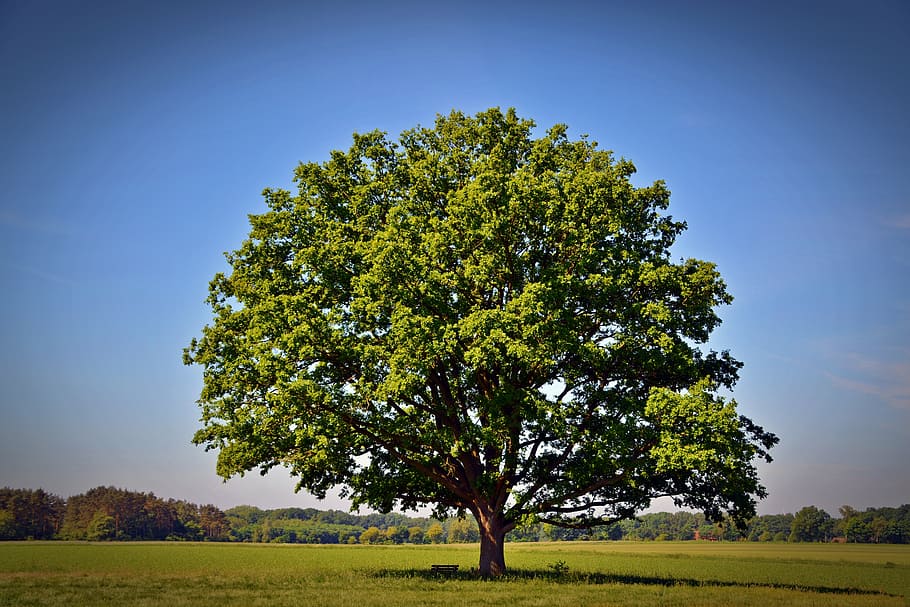 tree, oak, nature, green, old oak, german oak, outdoor, leaves, landscape, deciduous tree