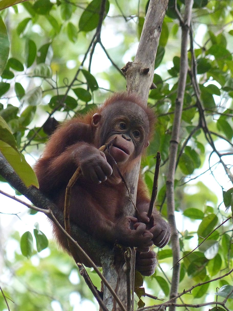 marrón, mono, rama de árbol, chimpancé, bebé, árbol, sentado, mirando, mamífero, naturaleza