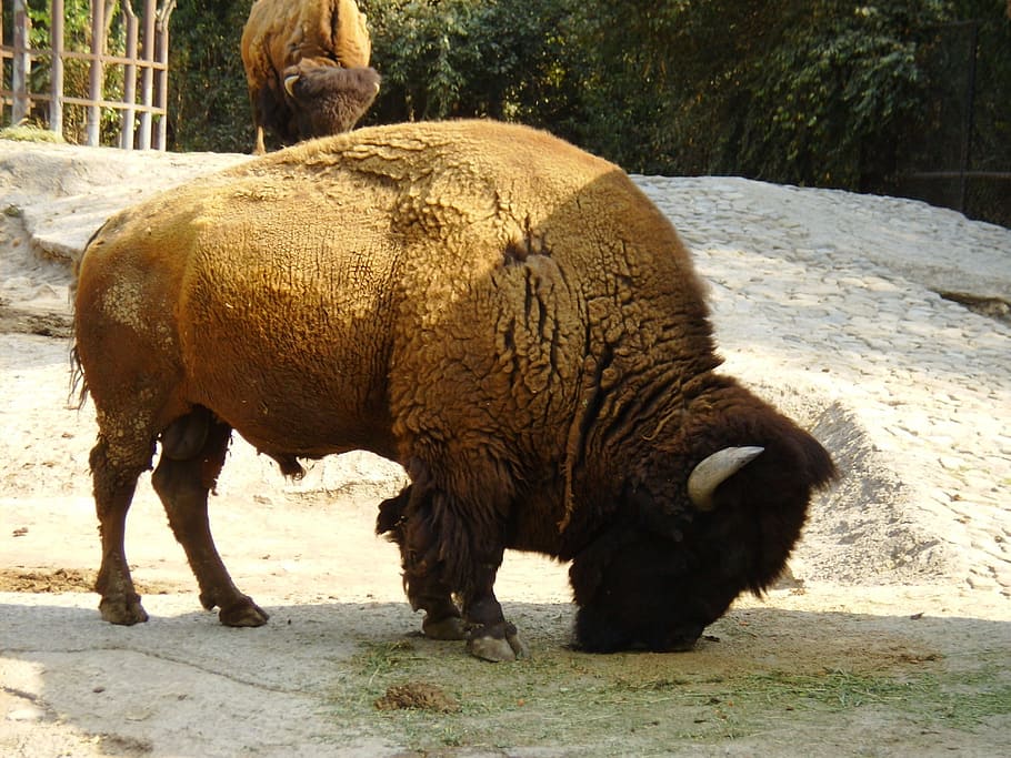 Bison, Buffalo, Wildlife, Conservation, wildlife, conservation, preserve, enclosure, nature, animal, mammal