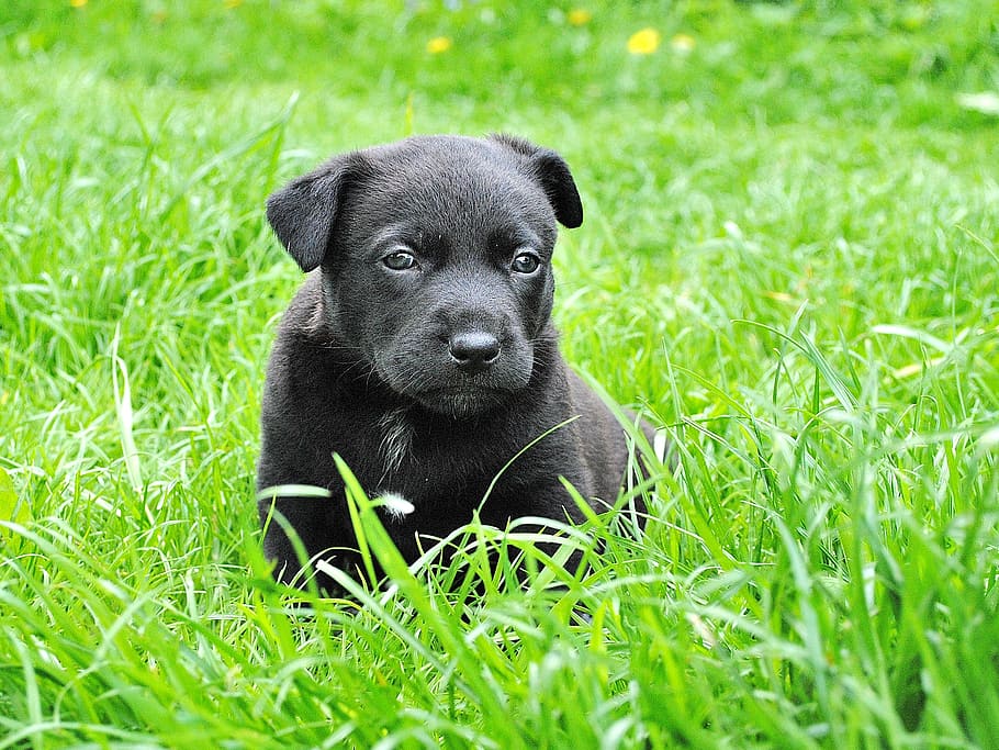 black coated puppy, dog, puppy, animal portrait, small dog, pets, animal, grass, cute, purebred Dog