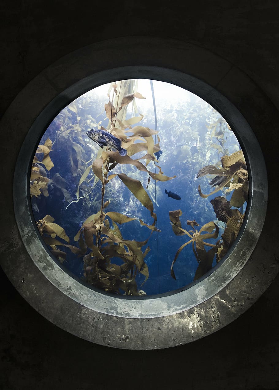 sea plant, blue, fish, portal, aquarium, indoors, animal themes, one animal, adult, people