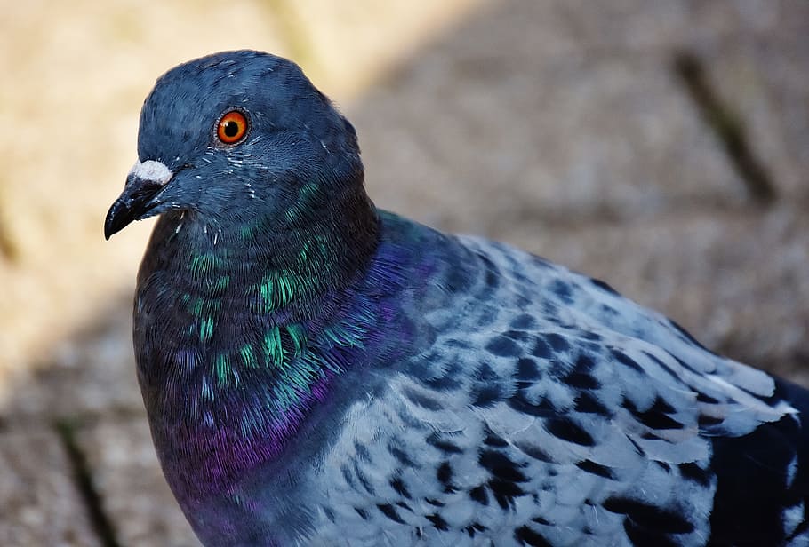 close-up photography, rock pigeon, city pigeon, foraging, dove, bird, feather, nature, fly, wing