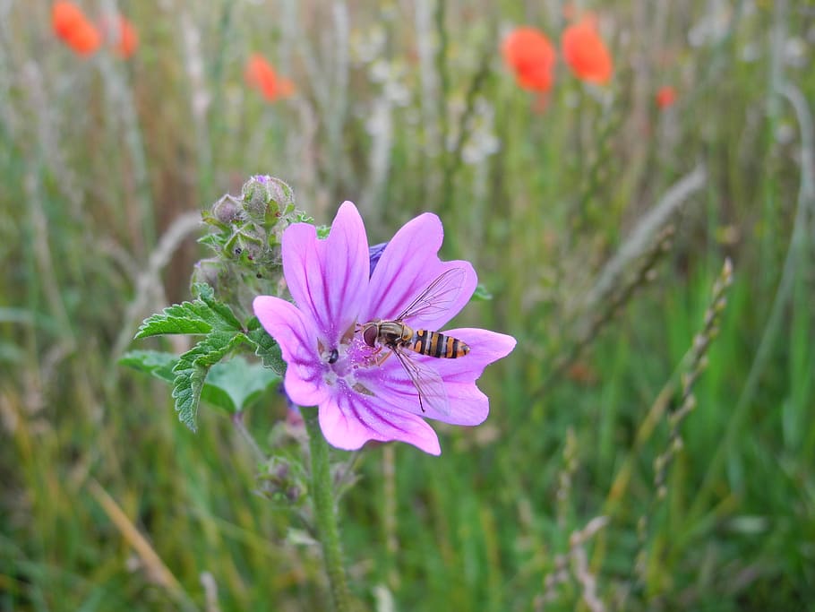 mallow, insect, blossom, bloom, violet, meadow, nature, hoverfly, flower, purple