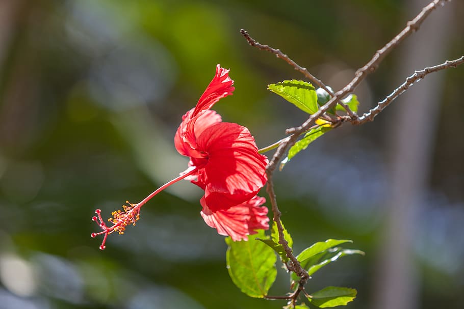 flower, hibiscus disambiguation, red hibiscus, tropical climate, plant, flowering plant, beauty in nature, red, growth, fragility