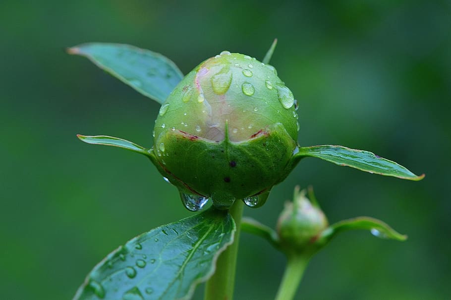 peônia, broto, chuva, gotejamento, gota de chuva, natureza, frisado, gota de água, planta, cor verde
