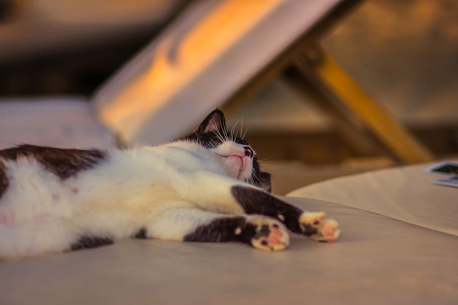 white, black, cat, lying, textile, shallow, focus, phoography, floor, tired